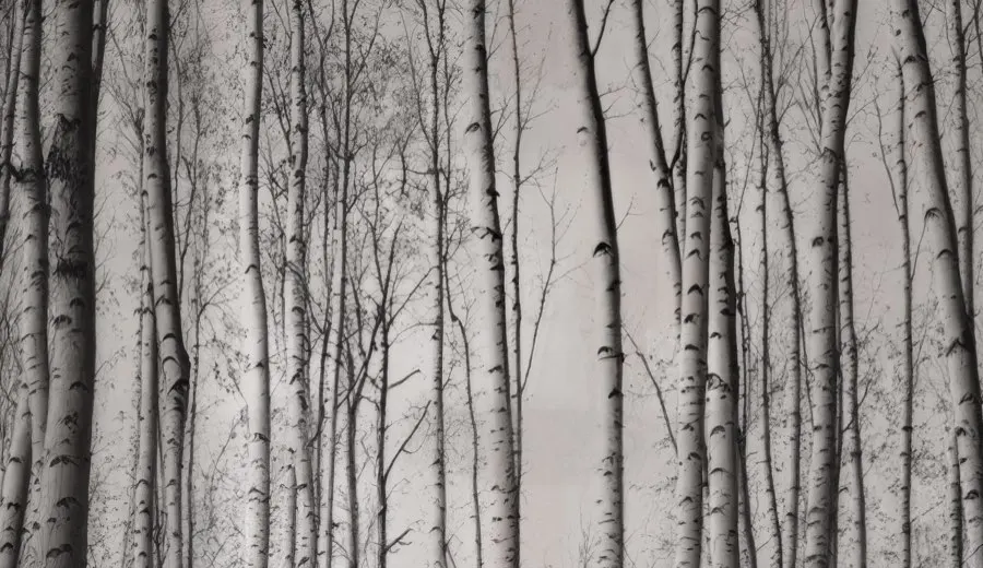 Forêt de bouleaux